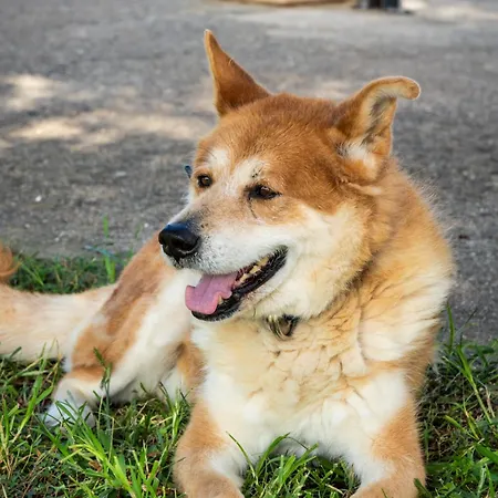 Piperitsa House For Nomads Or Families In The Countryside Μεσσήνη