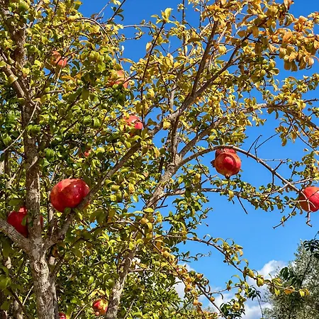 Διαμέρισμα Piperitsa House For Nomads Or Families In The Countryside *