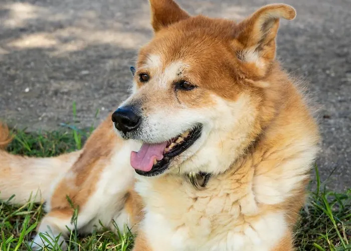 Piperitsa House For Nomads Or Families In The Countryside Messíni