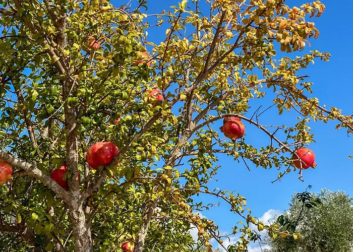 아파트 Piperitsa House For Nomads Or Families In The Countryside *